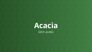 Acacia (Gôm arabic) – Chất nhũ hóa, tạo hỗn dịch, tá dược dính, tăng độ nhớt