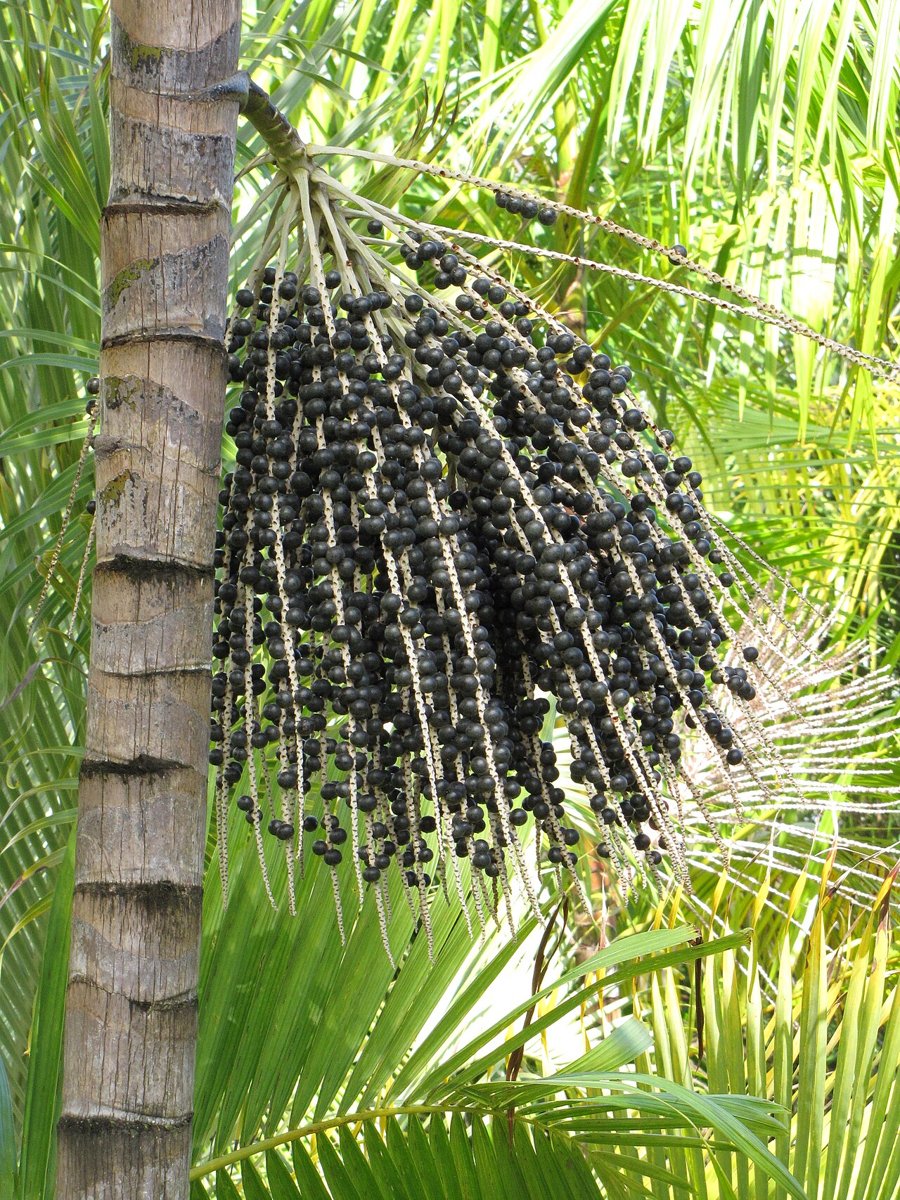 Cây açaí (Euterpe oleracea)