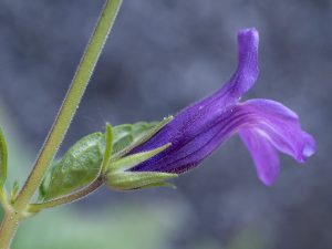 Cây nhân trần – Adenosma, nguồn nguyên liệu chiết xuất