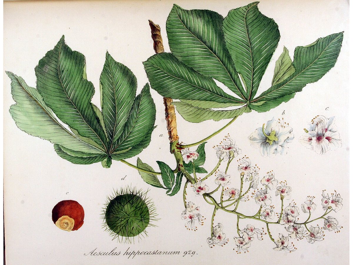 Cây dẻ ngựa – Aesculus hippocastanum, nguồn nguyên liệu chiết xuất