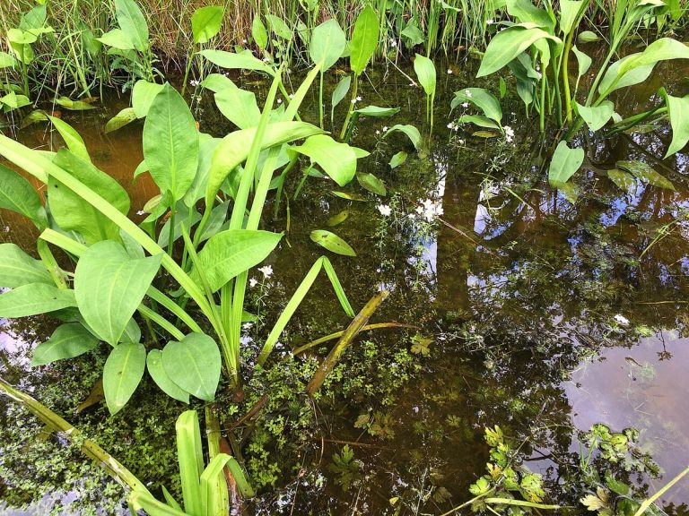 Cây trạch tả – Alisma plantago-aquatica, nguồn nguyên liệu chiết xuất