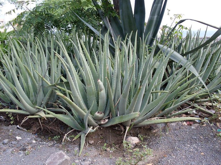 Cây lô hội – Aloe vera, nguồn nguyên liệu chiết xuất