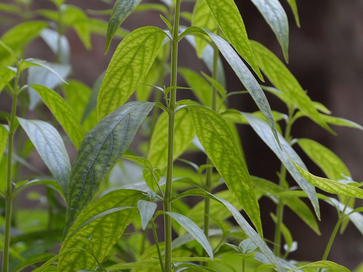Andrographis paniculata – nguồn nguyên liệu chiết xuất