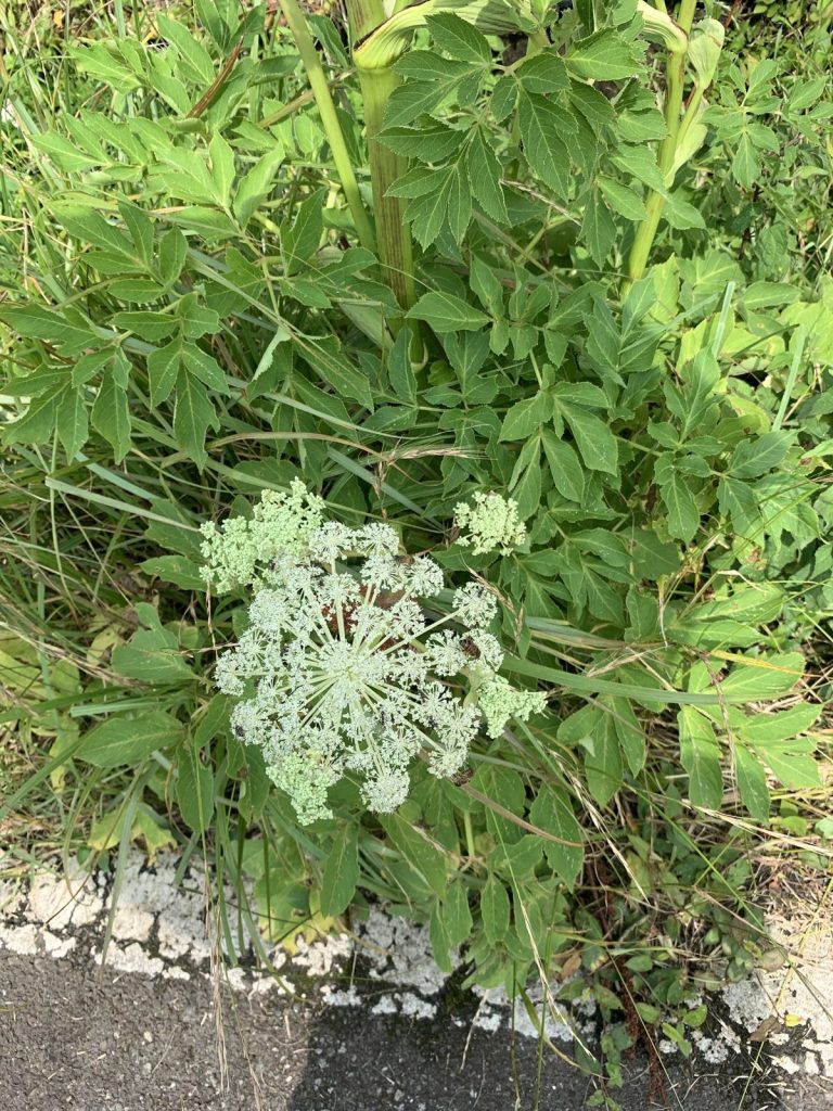 Cây độc hoạt – Angelica pubescens đang ra hoa
