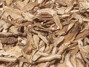 Cây đương quy – Angelica sinensis, nguồn nguyên liệu chiết xuất
