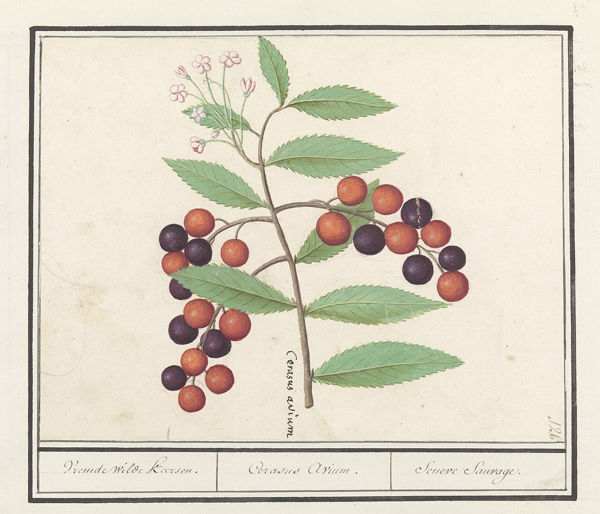 Cây anh đào đen (Prunus serotina)