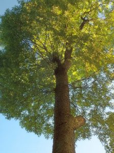 Cây anh đào đen (Prunus serotina)