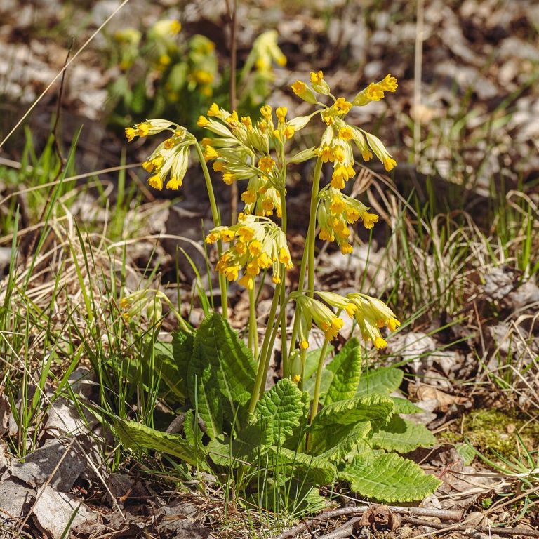 Cây anh thảo bò (Primula veris)