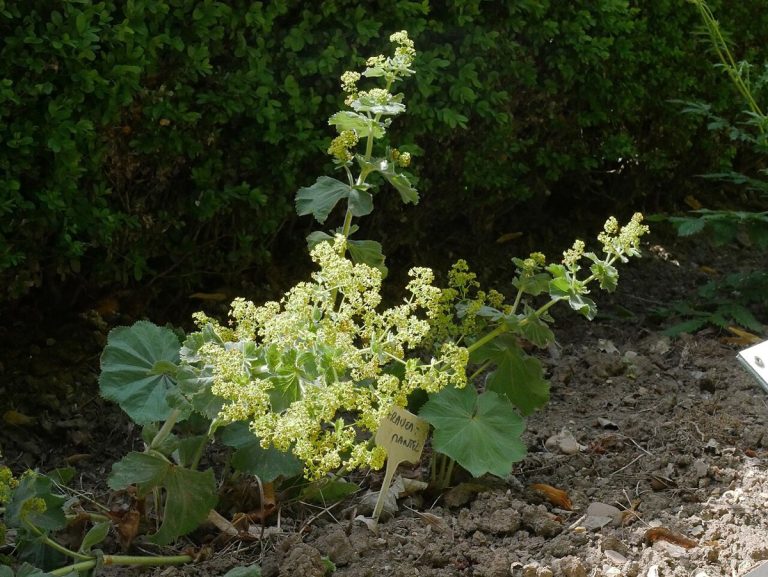 Cây cỏ áo choàng phụ nữ (Alchemilla vulgaris)