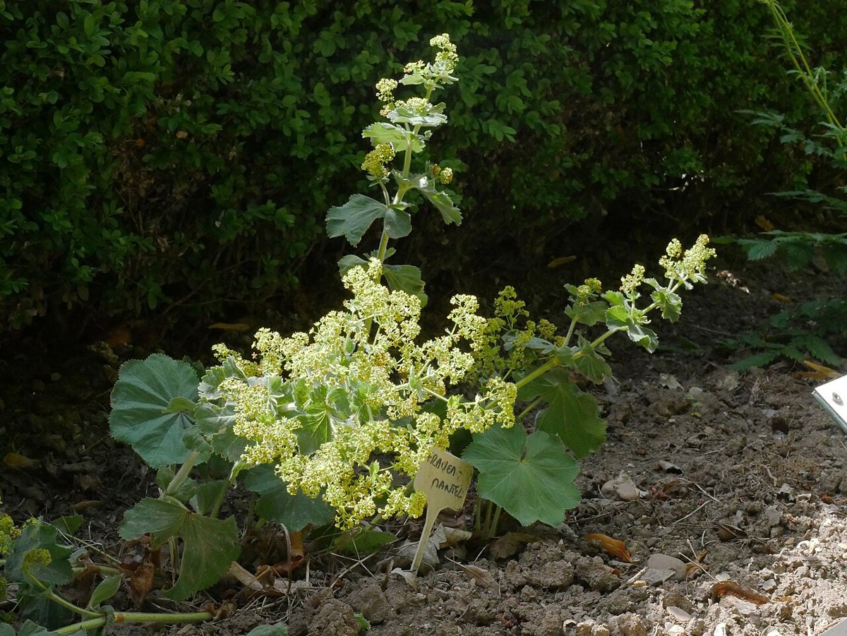 Cây cỏ áo choàng phụ nữ (Alchemilla vulgaris)