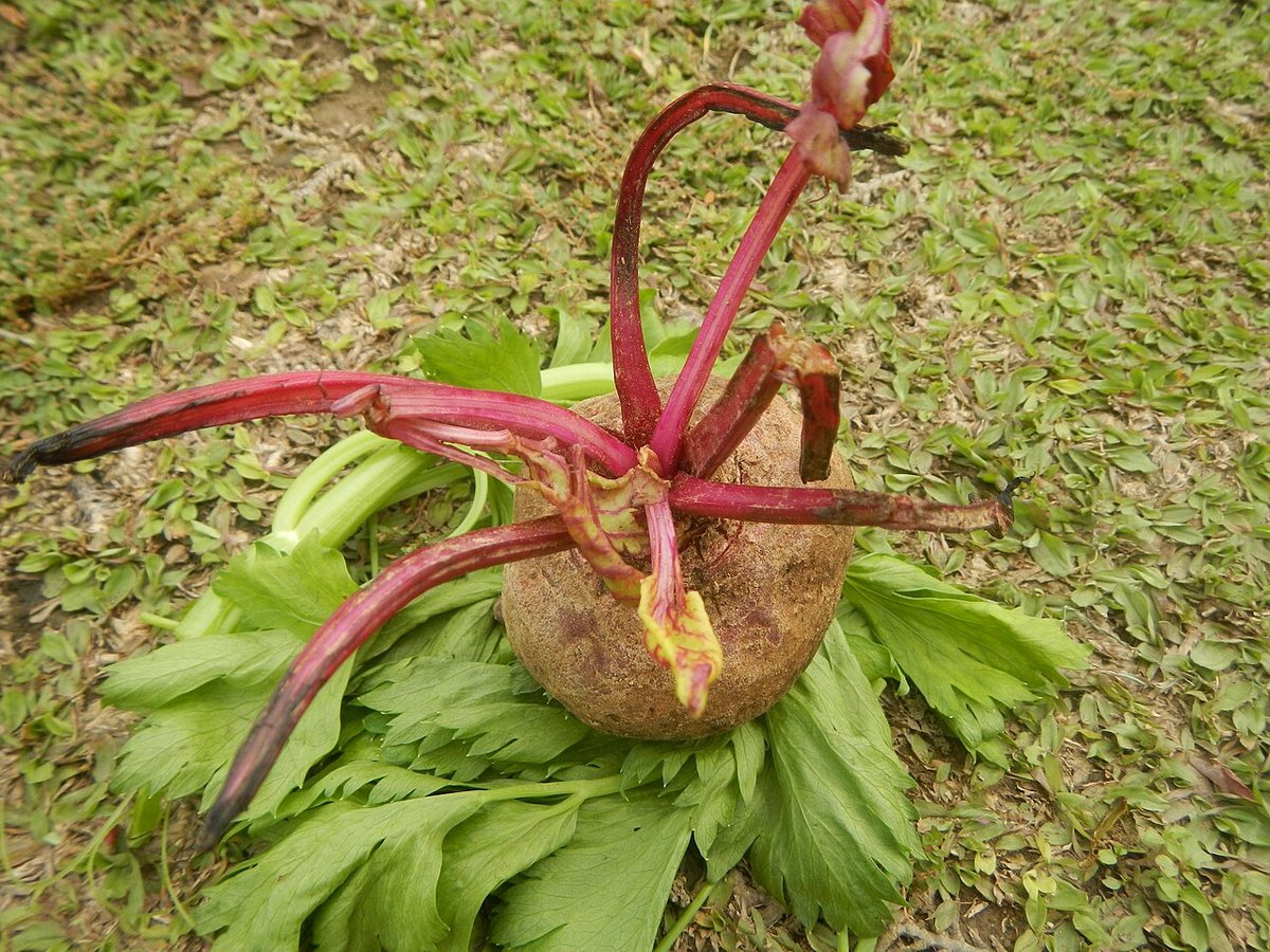 Cây cần tây – Apium graveolens, nguồn nguyên liệu chiết xuất