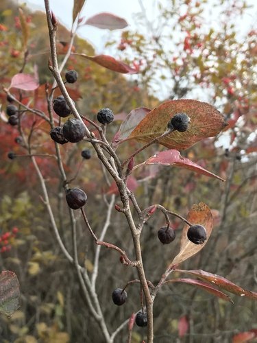 Cây aronia (Aronia melanocarpa)