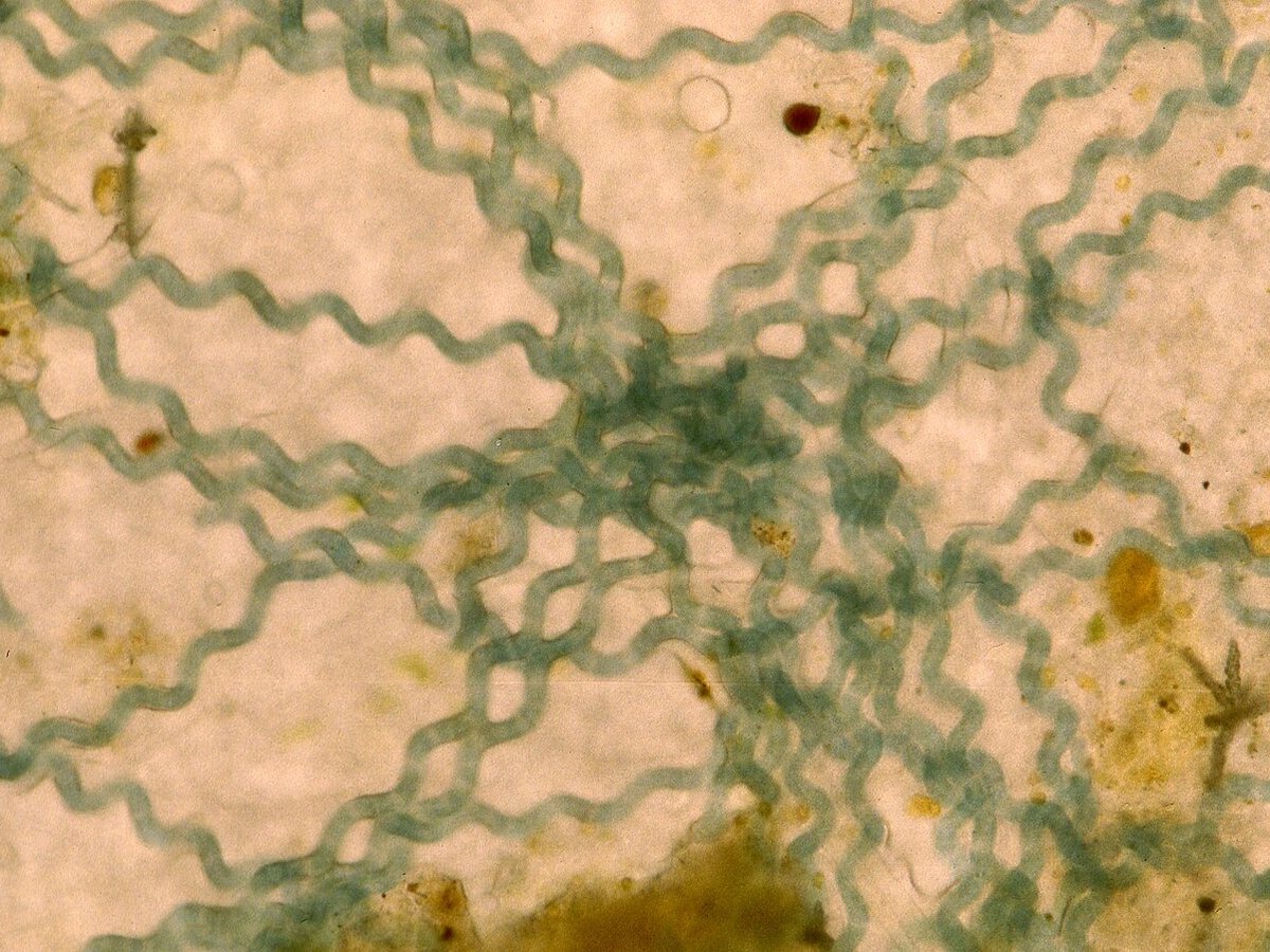 Cây tảo dạng bột – Arthrospira, nguồn nguyên liệu chiết xuất