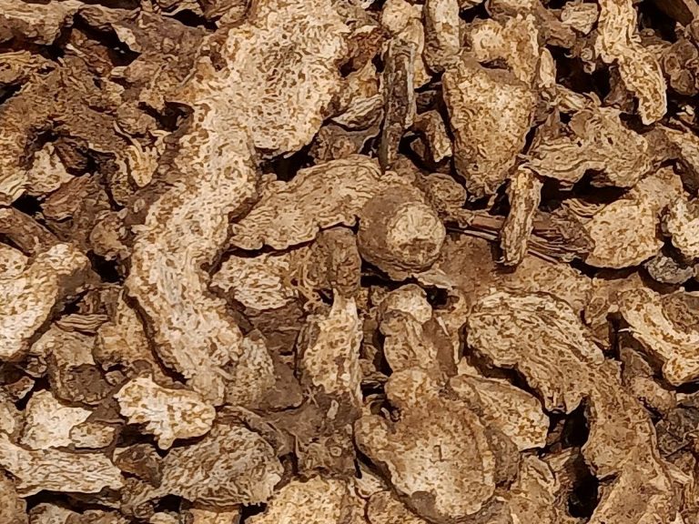 Cây bạch truật – Atractylodes macrocephala, nguồn nguyên liệu chiết xuất