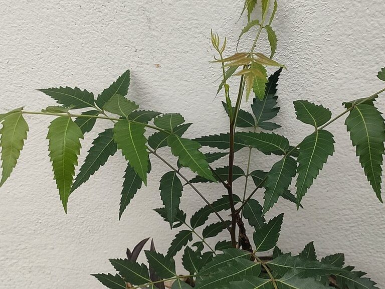 Cây neem – Azadirachta indica, nguồn nguyên liệu chiết xuất