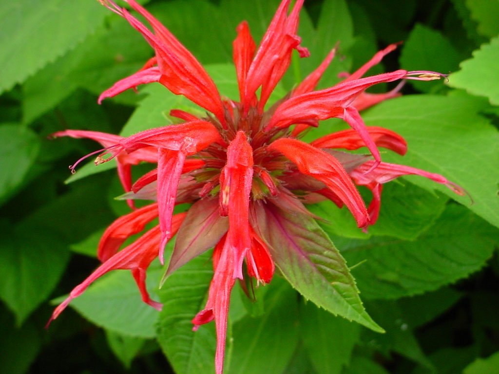 Cây bạc hà bergamot (Monarda didyma)