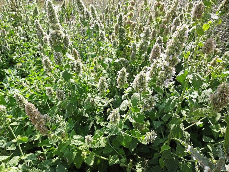 Cây bạc hà mèo (Nepeta cataria)