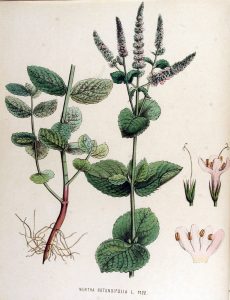 Cây bạc hà táo (Mentha × rotundifolia)