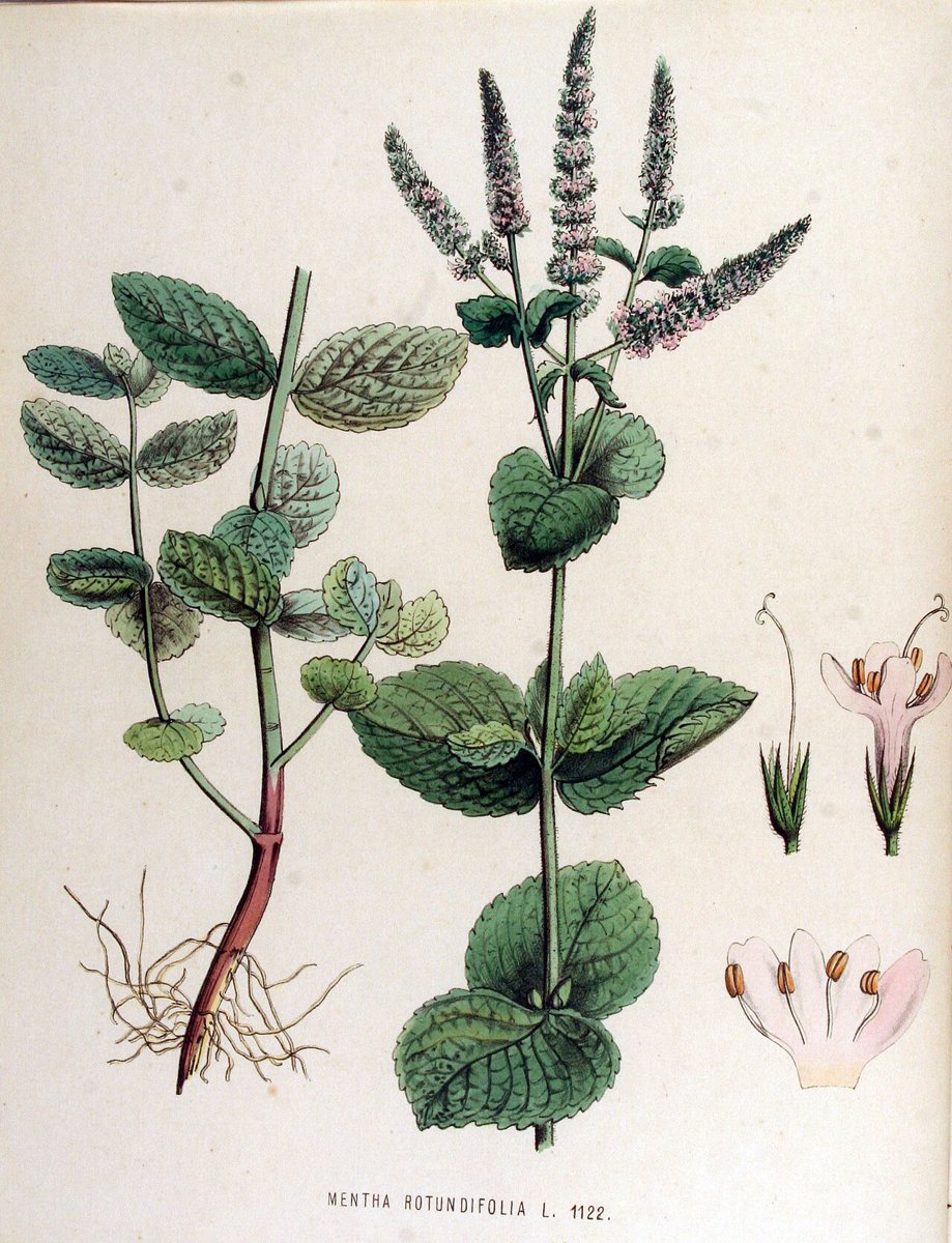 Cây bạc hà táo (Mentha × rotundifolia)