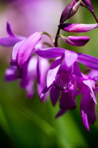 Cây bạch cập (Bletilla striata)
