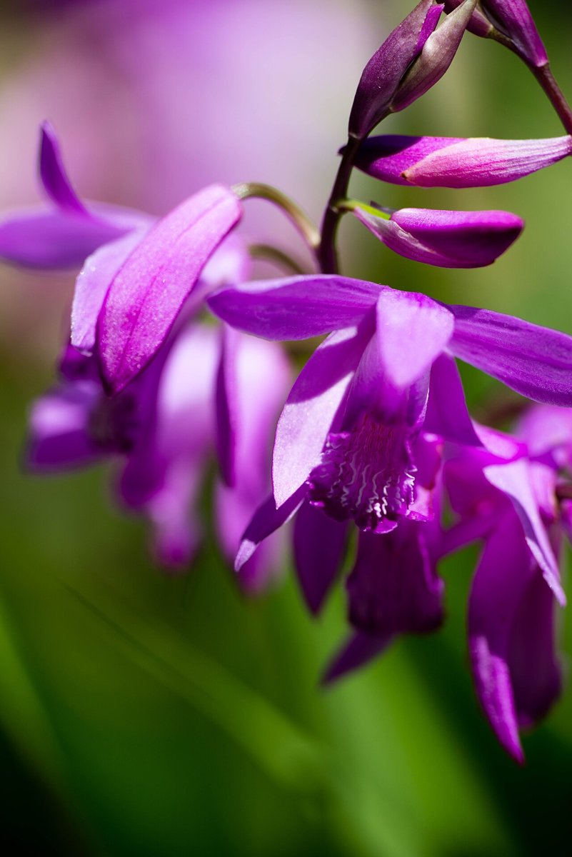 Cây bạch cập (Bletilla striata)