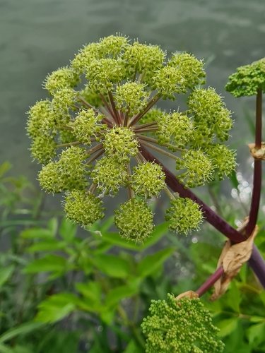 Cây bạch chỉ châu Âu (Angelica archangelica)
