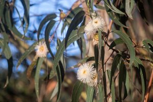 Cây bạch đàn xanh (Eucalyptus globulus)