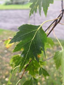 Cây bạch dương (Betula pendula)