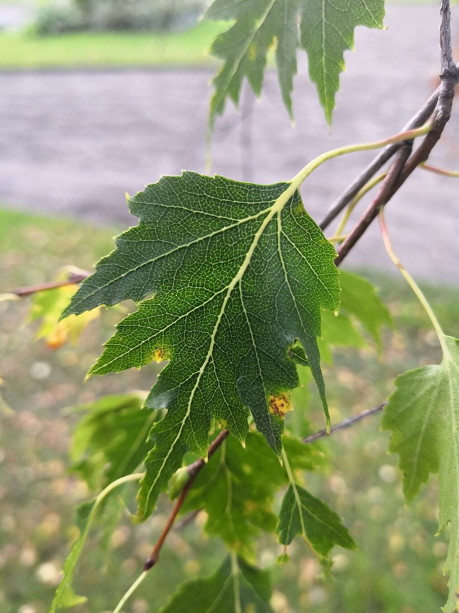Cây bạch dương (Betula pendula)