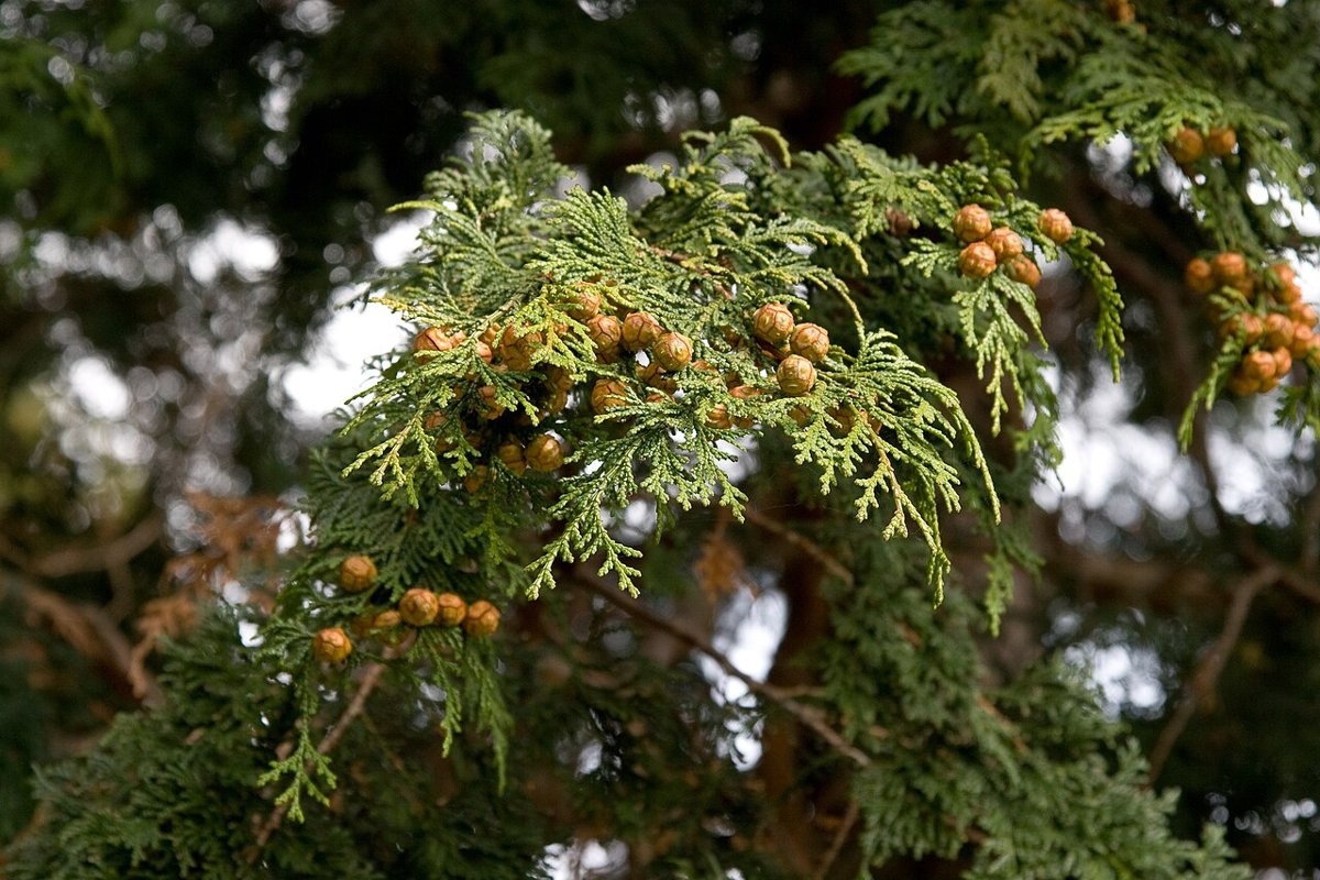 Cây bách Hinoki (Chamaecyparis obtusa)