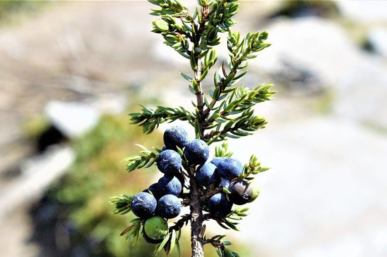 Cây bách xù (Juniperus communis)