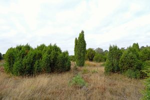 Cây bách xù (Juniperus communis)