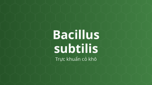 Bacillus subtilis (Trực khuẩn cỏ khô) – Vi khuẩn tạo bào tử