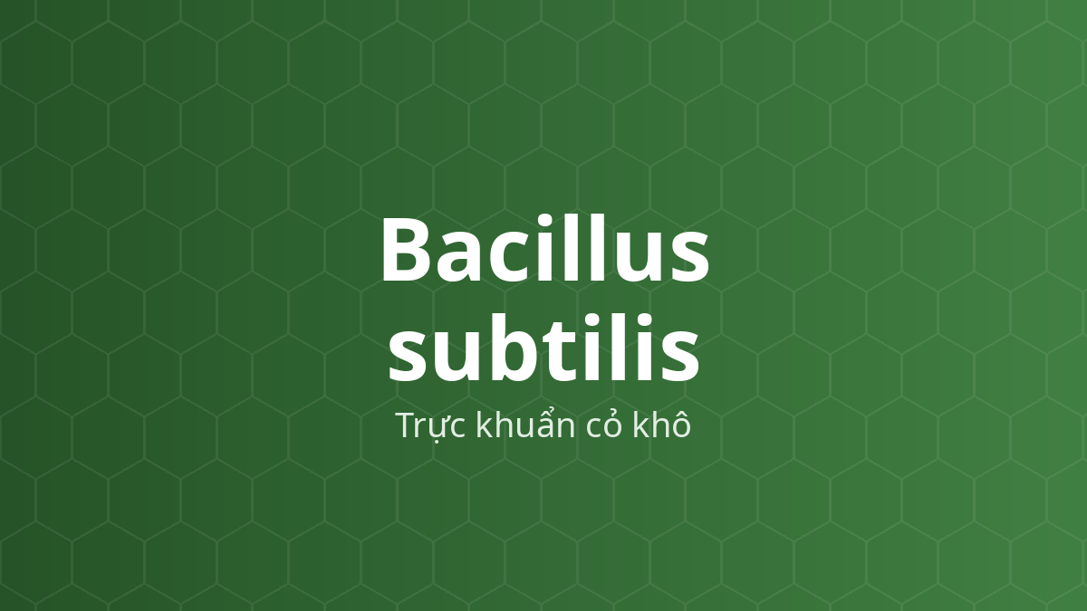 Bacillus subtilis (Trực khuẩn cỏ khô) – Vi khuẩn tạo bào tử