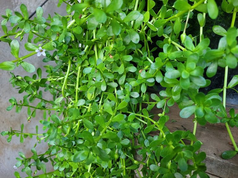 Cây rau đắng biển – Bacopa monnieri, nguồn nguyên liệu chiết xuất