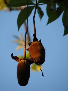 Cây bao báp (Adansonia digitata)