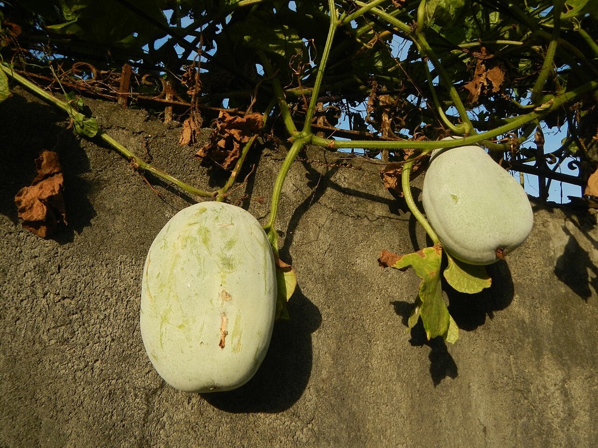Cây bí đao (Benincasa hispida)