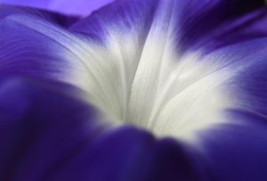 Cây bìm bìm biếc (Ipomoea nil)