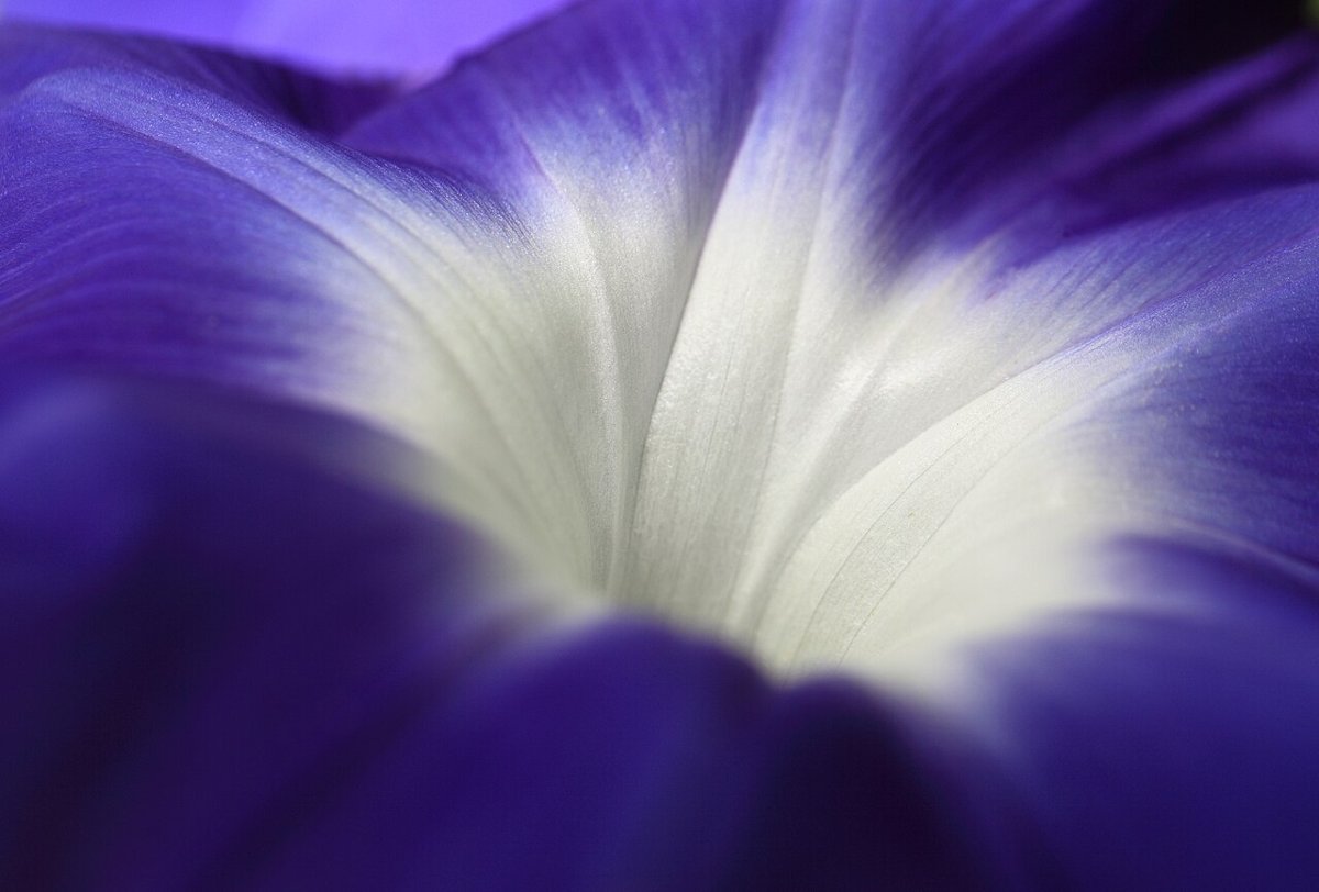 Cây bìm bìm biếc (Ipomoea nil)