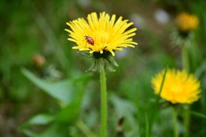 Cây bồ công anh châu Âu (Taraxacum officinale)