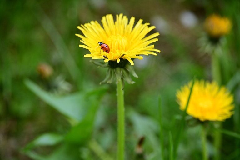 Cây bồ công anh châu Âu (Taraxacum officinale)
