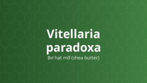 Vitellaria paradoxa (Bơ hạt mỡ (shea butter)) – Chiết xuất thực vật