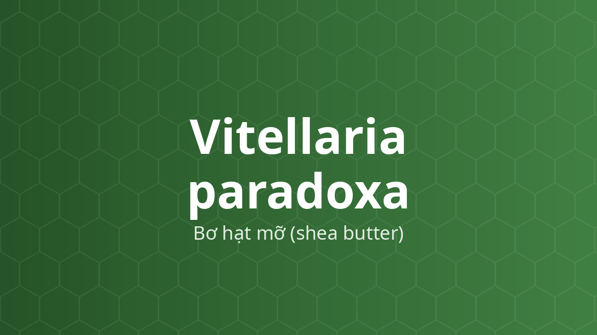Vitellaria paradoxa (Bơ hạt mỡ (shea butter)) – Chiết xuất thực vật