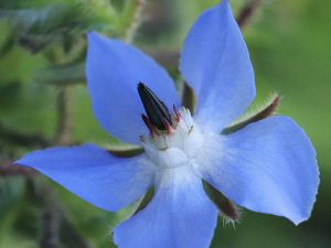 Cây lưu ly (Borago officinalis)