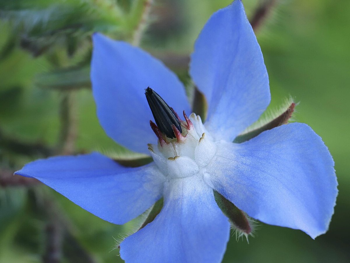 Cây lưu ly (Borago officinalis)