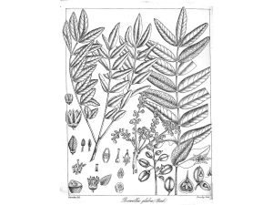 Cây nhũ hương – Boswellia serrata, nguồn nguyên liệu chiết xuất