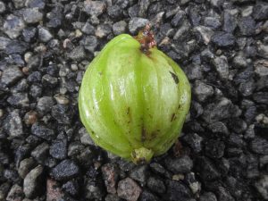 Cây bứa Malabar (Garcinia gummi-gutta)