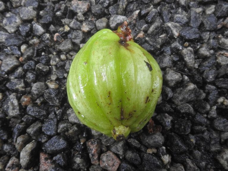 Cây bứa Malabar (Garcinia gummi-gutta)