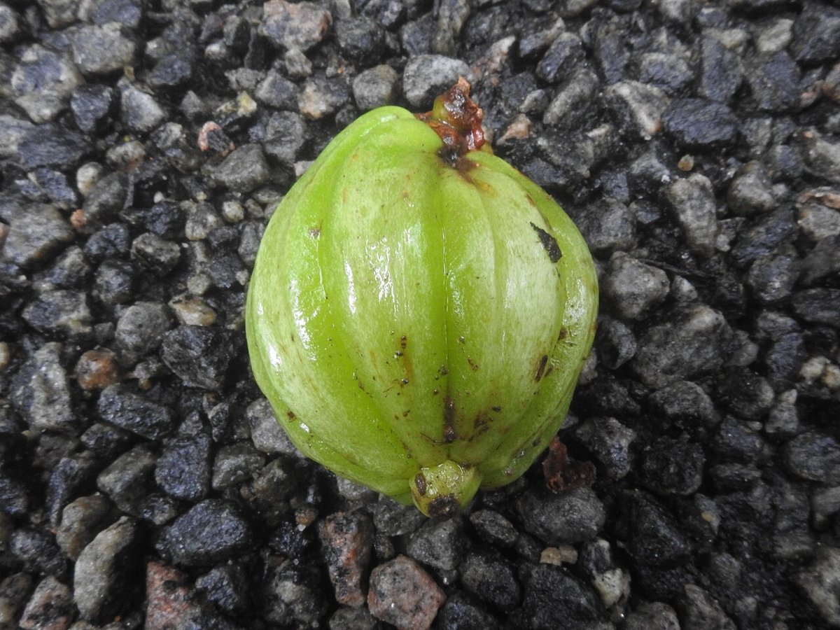 Cây bứa Malabar (Garcinia gummi-gutta)