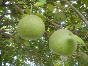 Cây bưởi (Citrus maxima)
